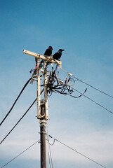 Film Photo of Two Crows Perched on Electric Pole Against Blue Sky