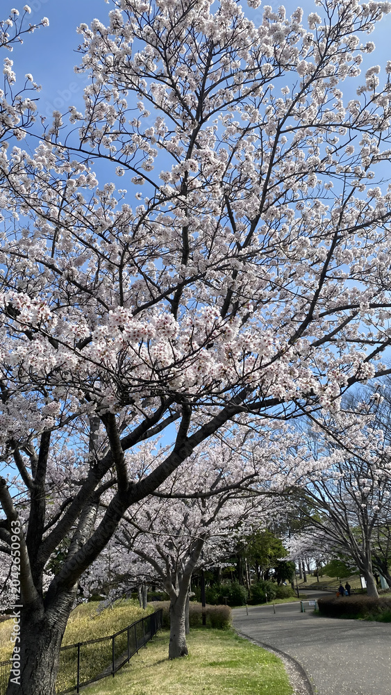Fototapeta premium sakura