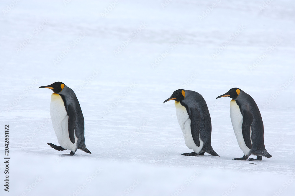 Fototapeta premium King Penguins on South Georgia Island