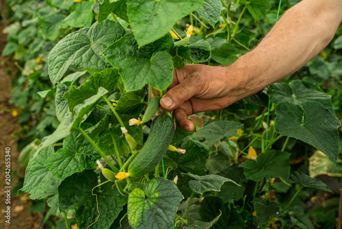 Canvastavla Closeup shot of senior farmer hand showing growing flower of cucumber