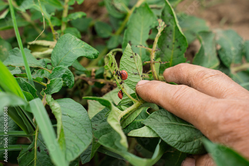 Closeup shot of Colorado potato beetle larvae eating the leaves of potato 