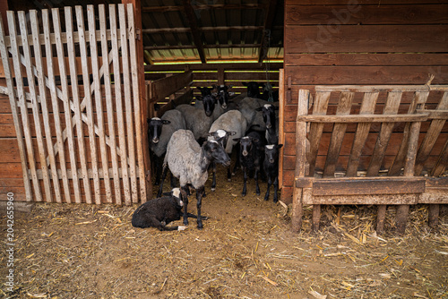 Tableau sur toile Closeup shot flock of Romanov sheep in a stable