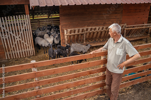 Tableau sur toile Man farmer standing by the flock of Romanov sheep in a stable, overlooking
