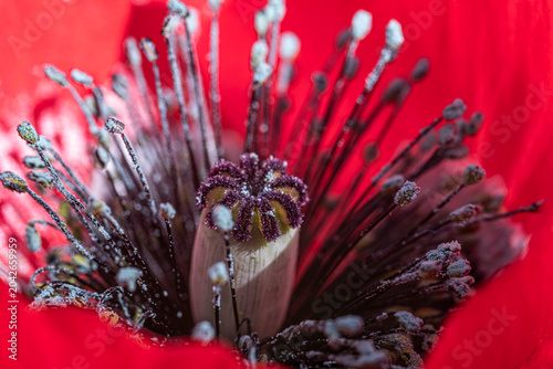 Bilde på lerret Extreme macro shot of the central reproductive organs of a vibrant red poppy