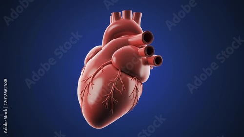 Realistic 3D Human Heart Rotating on Blue Background