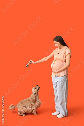 Beautiful young pregnant woman with pet toy and cute Cocker Spaniel dog on or...