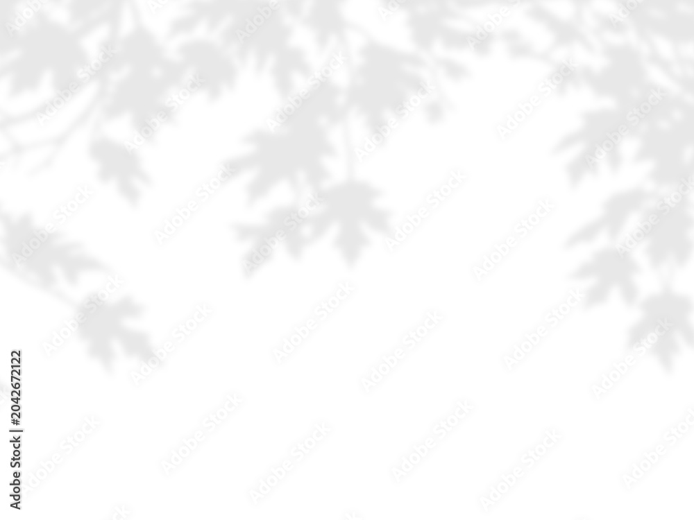Obraz premium Realistic Oak Leaves Hanging Branches with Lobed Foliage Shadow Overlay Effect on White Wall, Aesthetic Summer Sunlight Botanical Shadow, Abstract Natural Plant Shadow Overlay