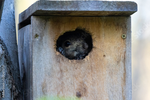 Eastern gray squirrel peeking from nesting box entrance in spring