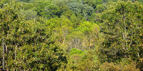 Dense Forest Backround