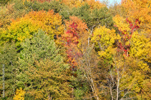Rock Cut State Park Autumn Forest Scenery