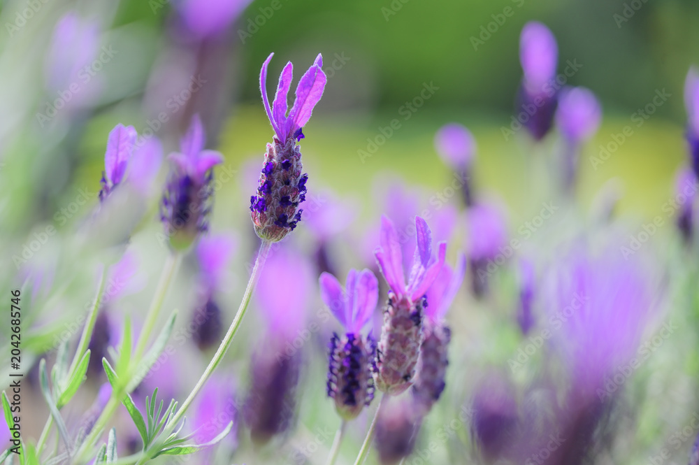 Fototapeta premium Close-up of beautiful French lavender flowers blooming in spring