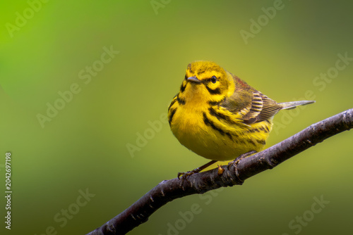 Φωτογραφία Male Prairie Warbler (Setophaga discolor) perched on branch, Central Park, New Y