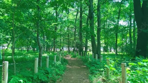 緑の森　歩道