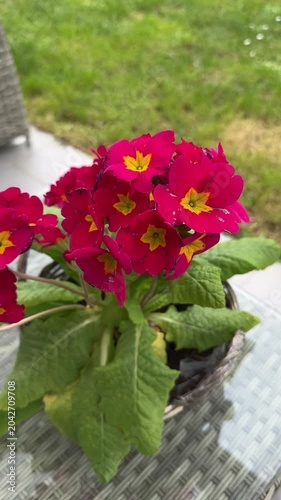 Red primrose flowers blooming in pot on patio