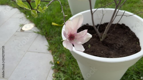 Pink magnolia flower blooming in white garden pot
