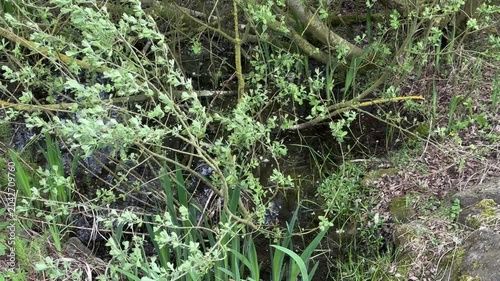 Small woodland stream with reeds and overgrown branches