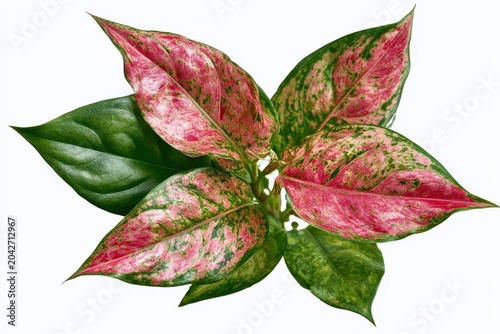 Aglaonema plant leaves showcasing pink and green variegation isolated on a white background in sharp focus macro photography for botanical design
