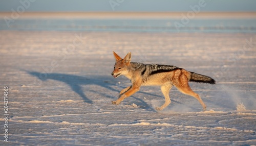 Coyote Running Across the Snowy Landscape Under Blue Sky in a Tranquil Wilderness Setting