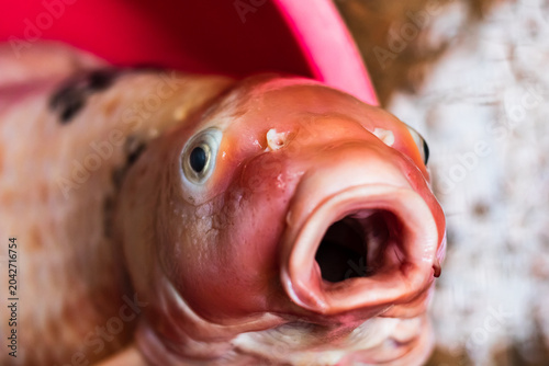 Close up of Dead Koi Fish Fresh for Cooking Raw in Surabaya, Indonesia. Koi Fish, close up.