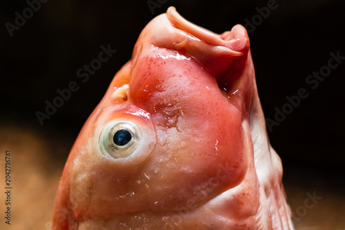 Close up of Dead Koi Fish Fresh for Cooking Raw in Surabaya, Indonesia. Koi Fish, close up.