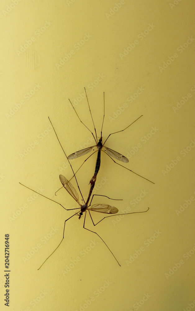Fototapeta premium Mating Crane Flies on Wall of Home Shallow DOF