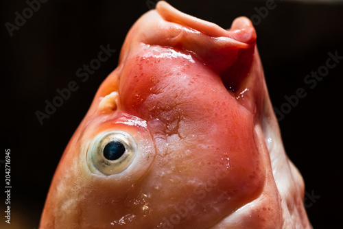 Close up of Dead Koi Fish Fresh for Cooking Raw in Surabaya, Indonesia. Koi Fish, close up.