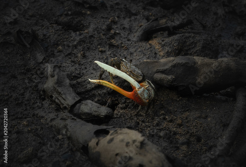 Male fiddler crab with enlarged claw in dark mangrove mud, photographed in a tropical intertidal wetland habitat.