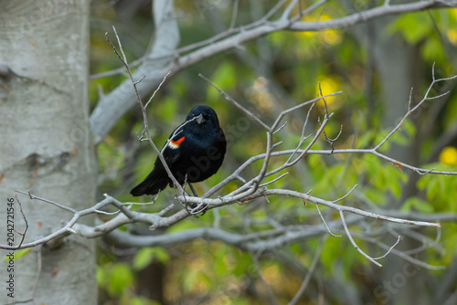 Photography Birds in the park Toronto