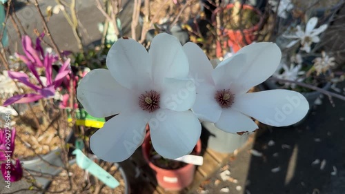 White magnolia flowers blooming in garden nursery