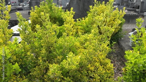 Variegated green and yellow cemetery shrubs