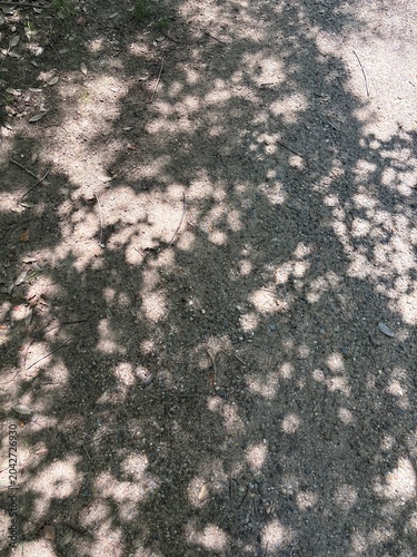 Sunlight Filtering Through Green Leaves in a Forest