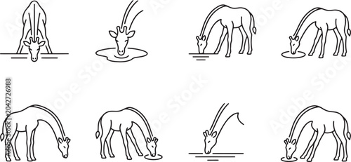 Canvas Print Set of giraffes drinking and eating in nature