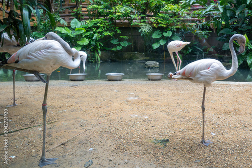 Greater flamingo standing in an animal exhibit.
