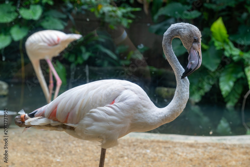 Greater flamingo standing in an animal exhibit.