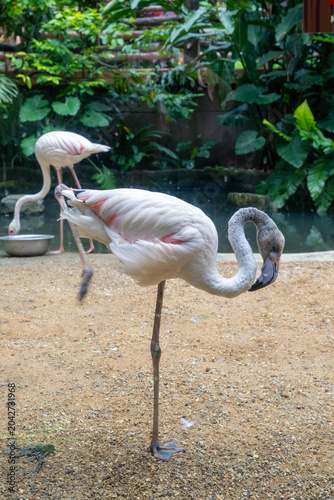 Greater flamingo standing in an animal exhibit.