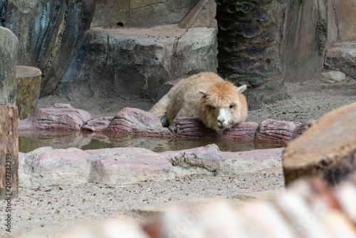 Obraz na plátně Small Mammal Resting Near Water in Naturalistic Zoo Enclosure