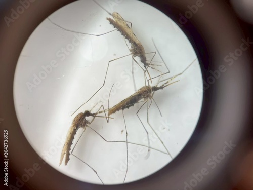 Принти на полотні Microscope view of Anopheles minimus mosquito specimens for malaria vector identification