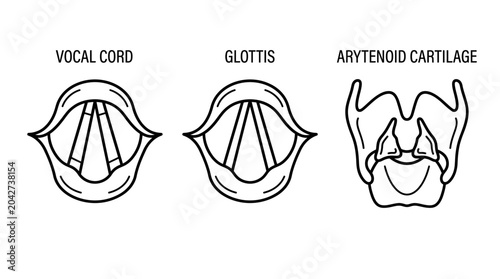 Anatomical illustration showing vocal cords glottis and arytenoid cartilage structure.