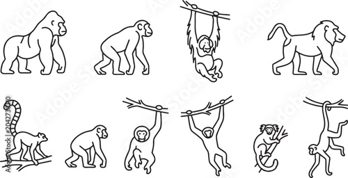 Photography Monkeys and primates hanging in trees
