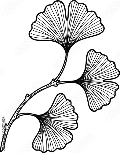 Hand drawn ginkgo biloba branch with leaves in black and white line art.