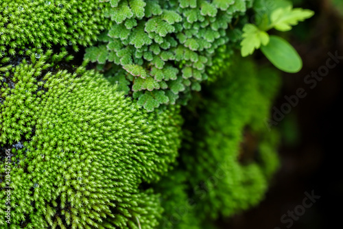 Fotografi Vibrant green moss thriving in untouched nature provides macro view of tiny plan