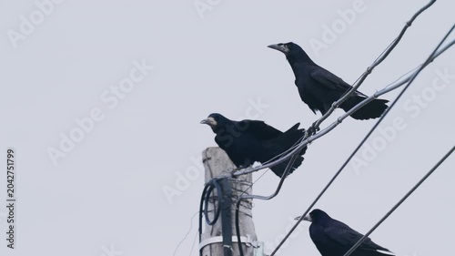 Rooks (Corvus frugilegus) perched on wires. Close-up. Slow motion.