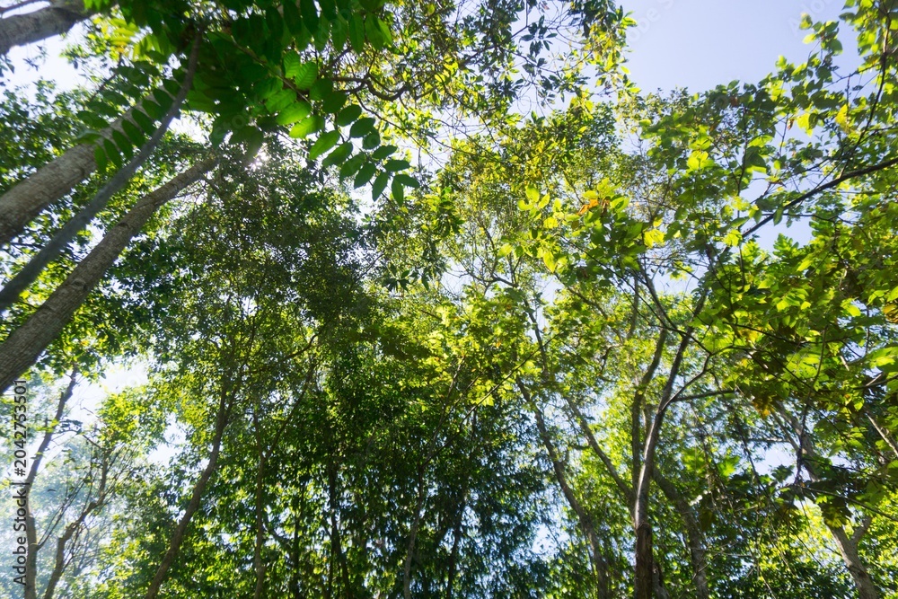 Fototapeta premium The natural beauty of Indonesia's mangrove forests with beautiful forests at sunrise.