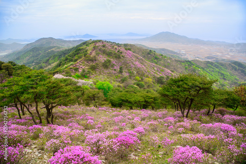 고려산 진달래