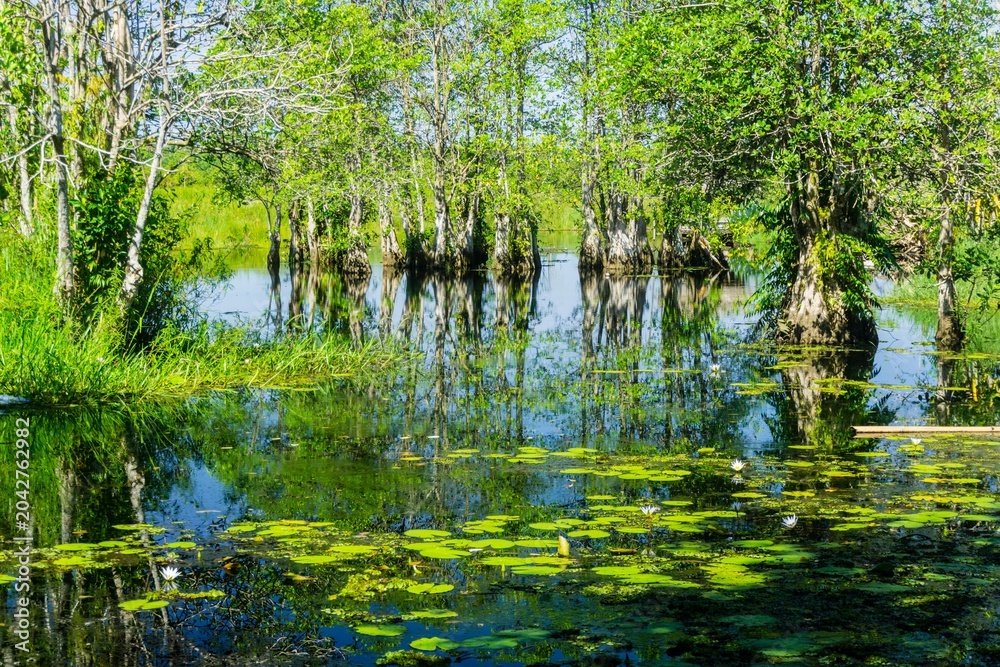 Obraz premium The natural beauty of Indonesia's mangrove forests with beautiful forests at sunrise.