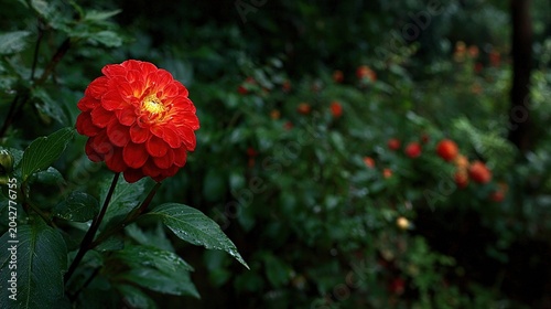Top down red dahlia with inner petals in light yellow orange spiral, dense layered texture, dark blurred background, muted vintage tone. 