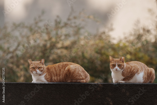 고양이의 포즈