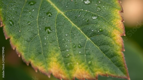 Dew Drops on a Vibrant Green Garden Leaf Closeup