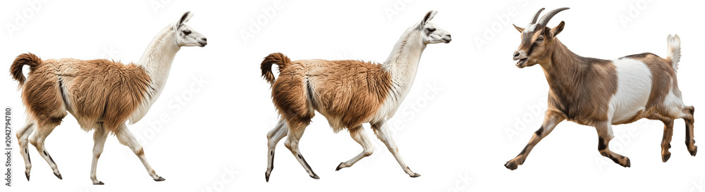 Naklejka premium A Set of graceful llamas walking PNG sprites, soft brown and white pack animals in motion sequence for animation, game design, transparent background asset