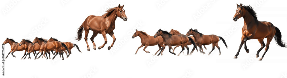 Obraz premium Galloping Horse Herd Sequence on White Background Showing Dynamic Brown Stallions Running Together for Power, Freedom, Speed and Western Ranch Themes 